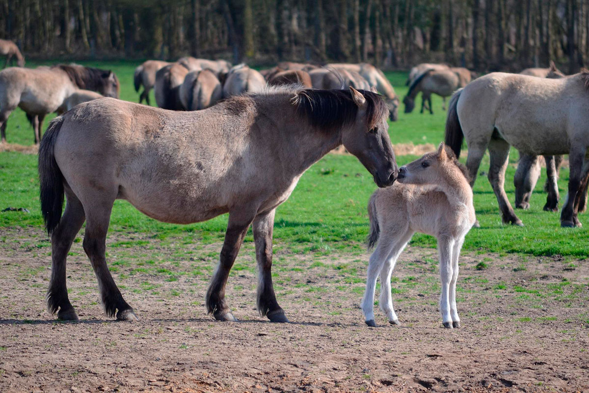 Foal with his mother
