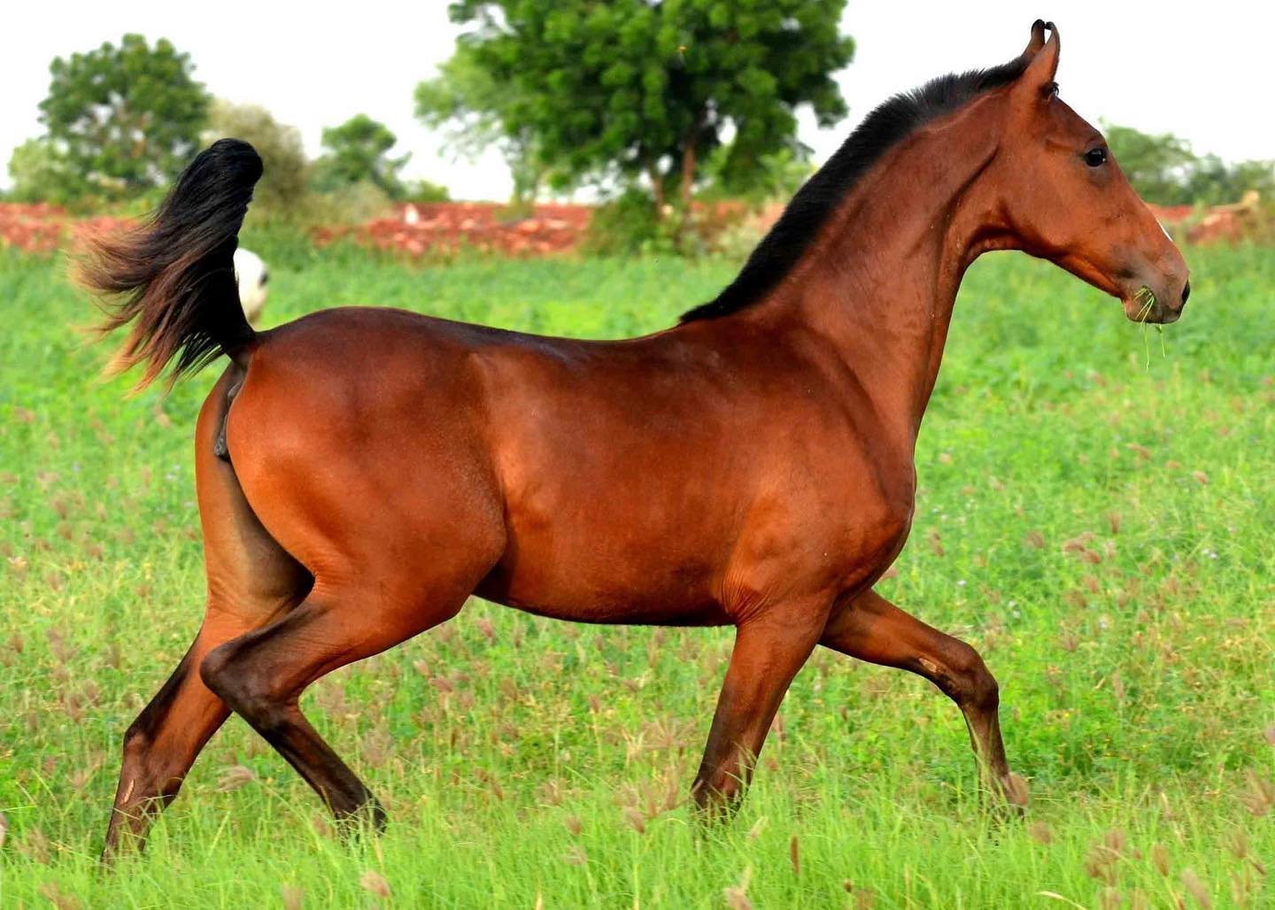 Marwari-Pferd