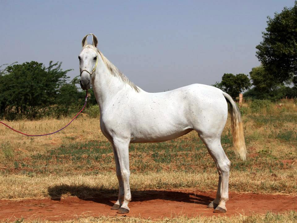 Weißes Marwari-Pferd