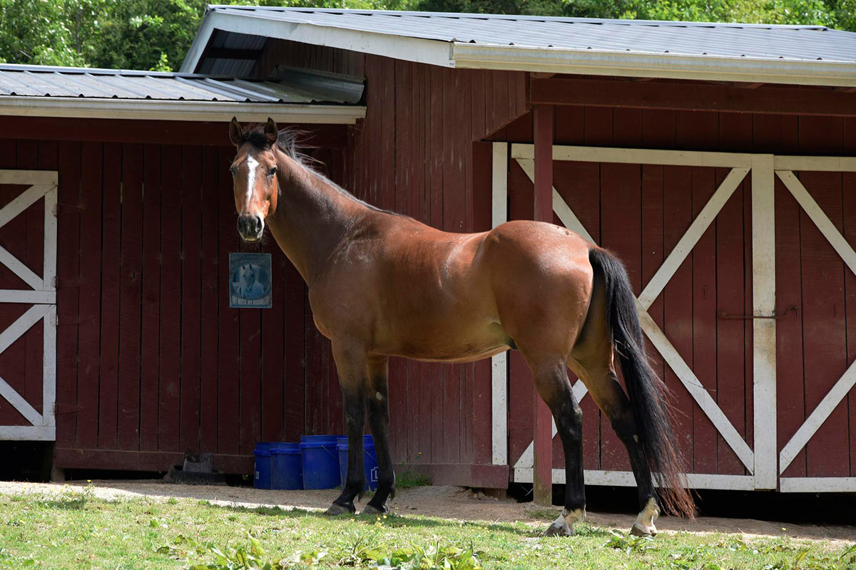 Cleaning the barn