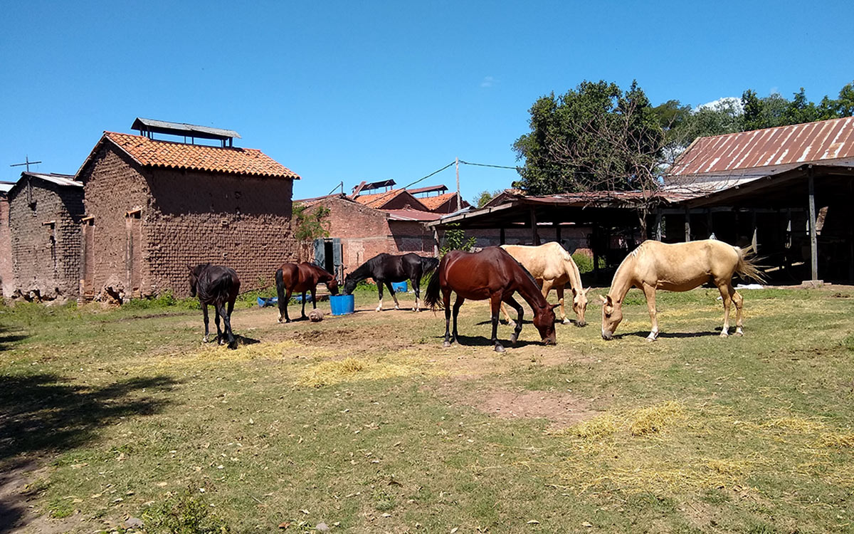 Caballos comiendo