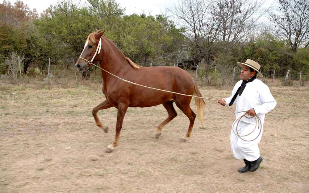 Cuca Horse training