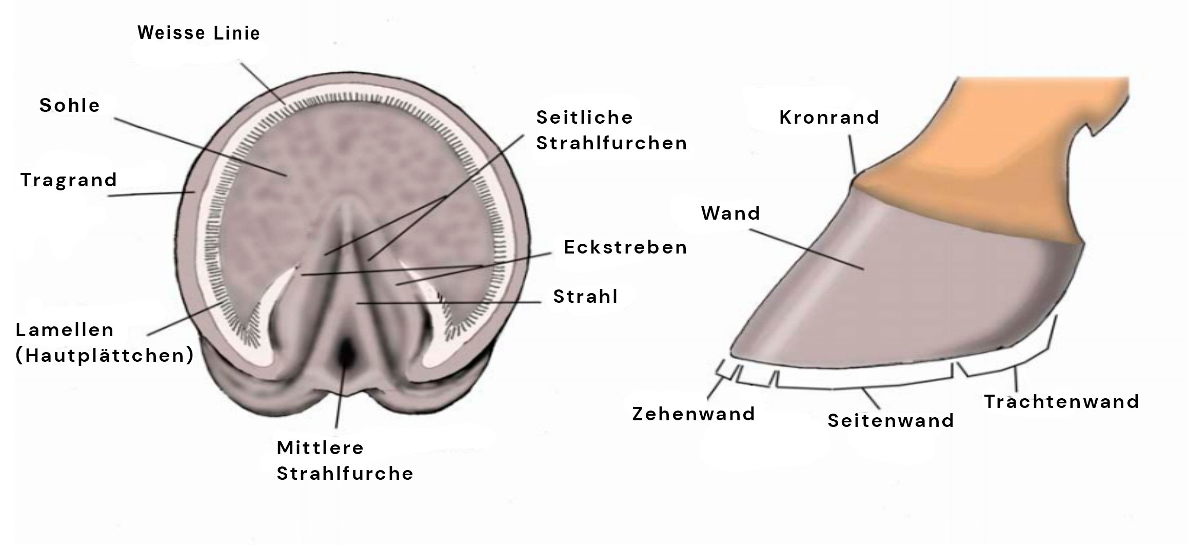 Teile der Pferdehufe