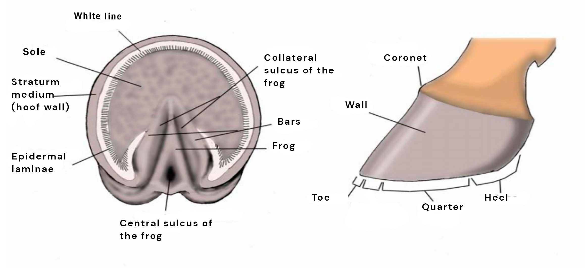 Parts of a horse’s hoof