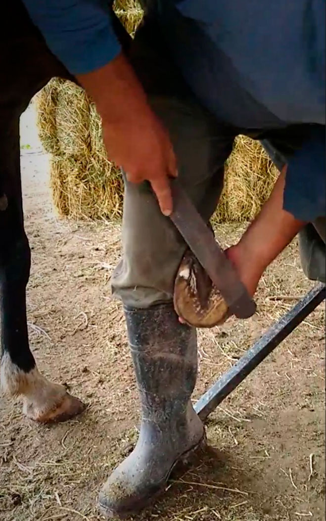 Hoof scraping