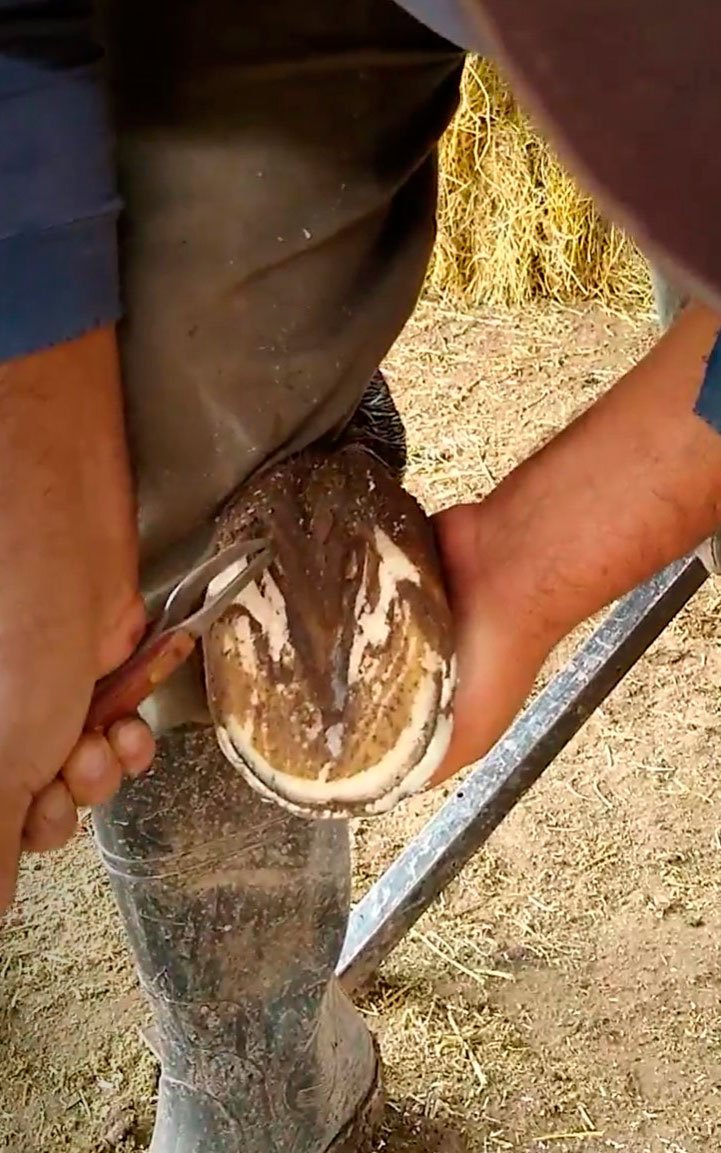 Remove dirt from the hoof with the gouge