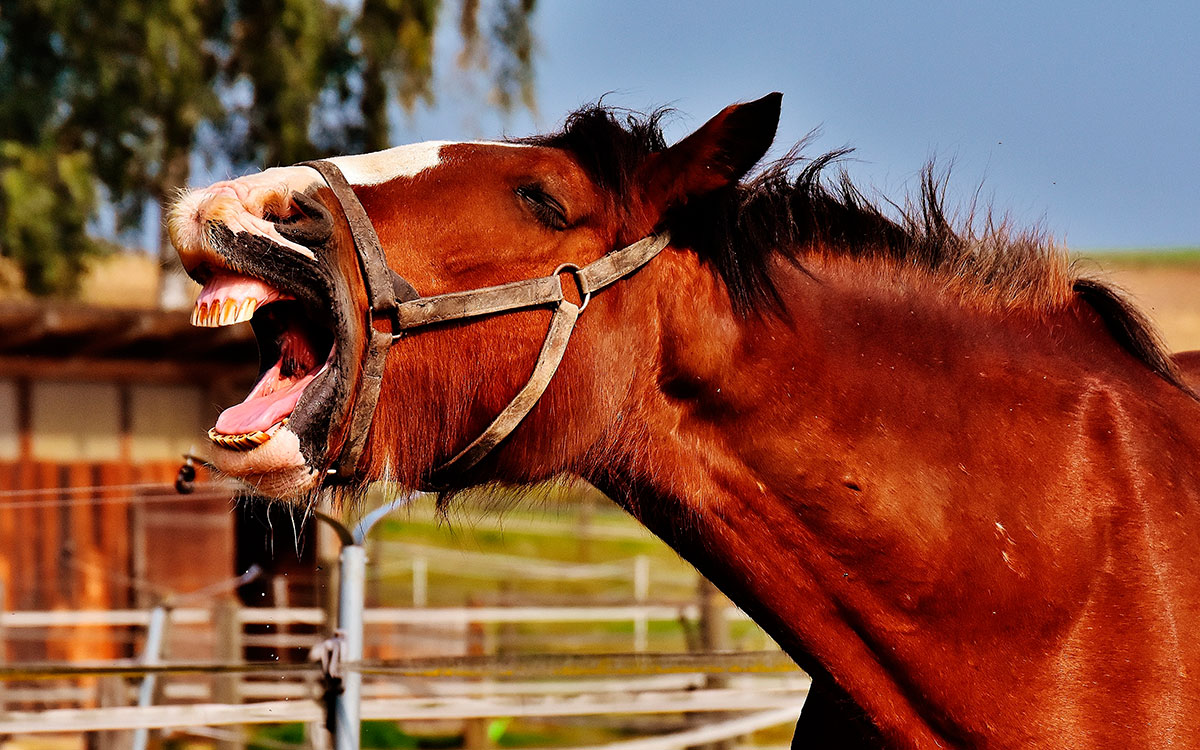 Yawning horse