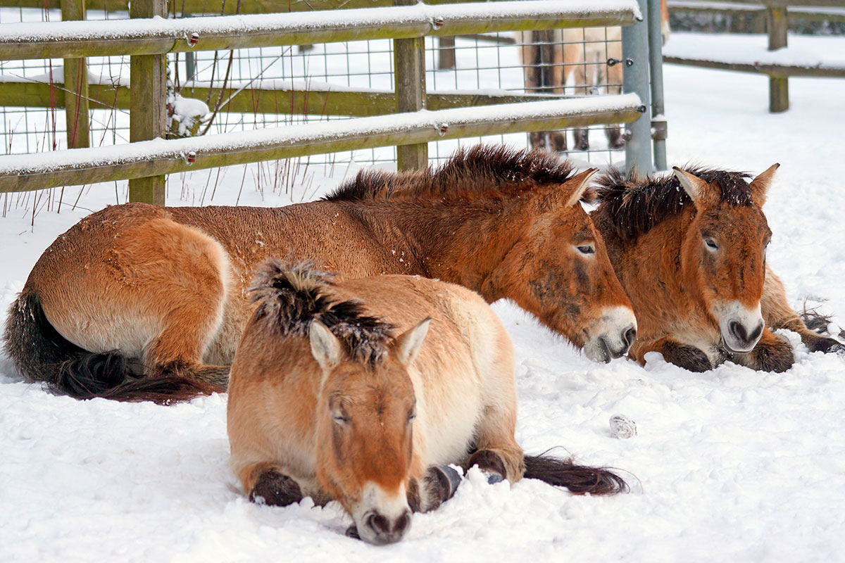 Horses sleeping on the snow