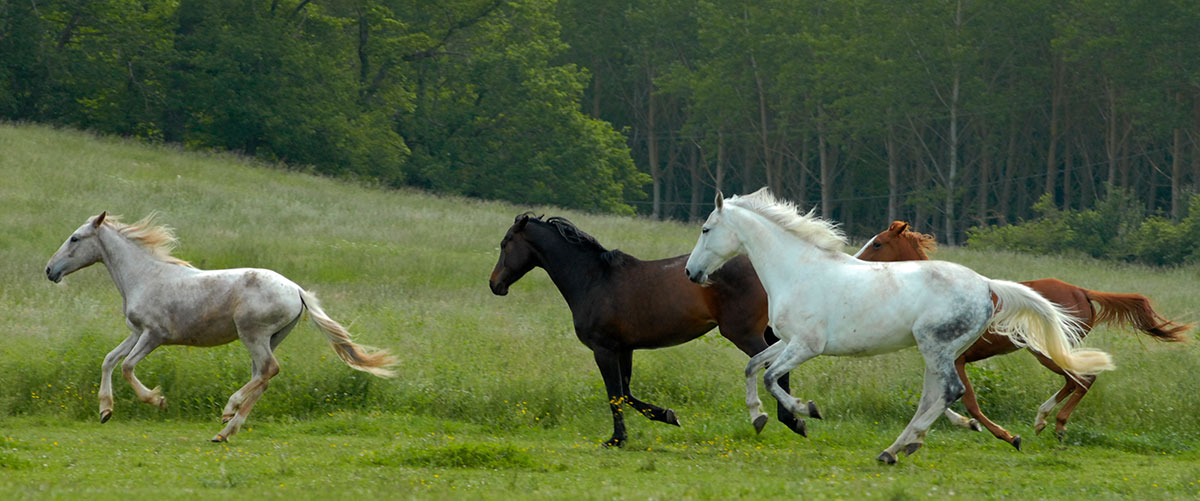 https://ampascachi.com/images/blog/todo-sobre-caballos/dominancia-y-liderazgo/caballos-trote.jpg
