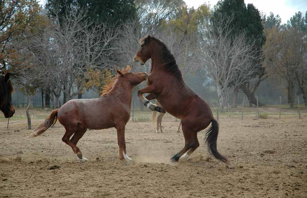 https://ampascachi.com/images/blog/todo-sobre-caballos/dominancia-y-liderazgo/lucha-entre-caballos.jpg