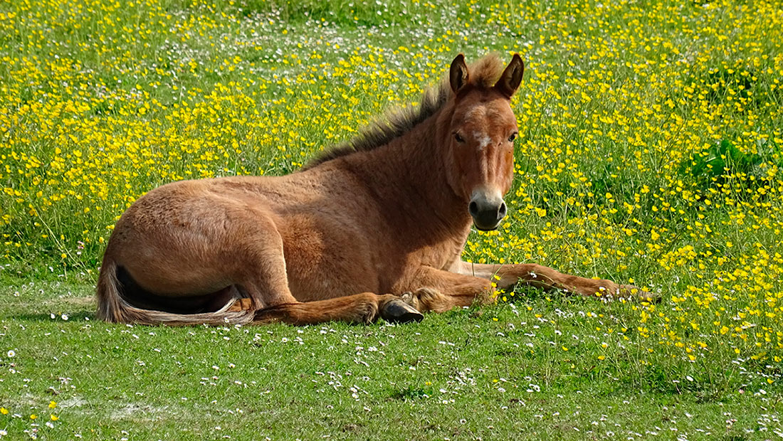caballo sentado en el prado