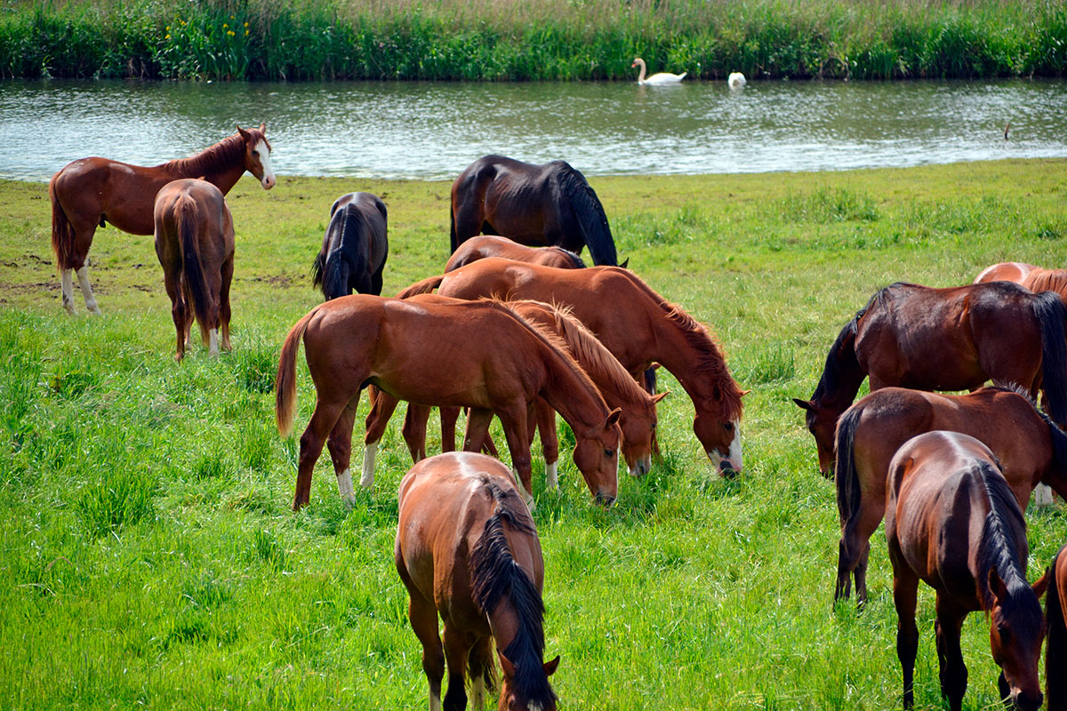 manada de caballos pastando
