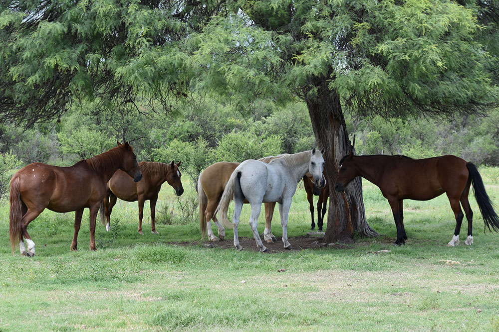 Place your horse in the shade