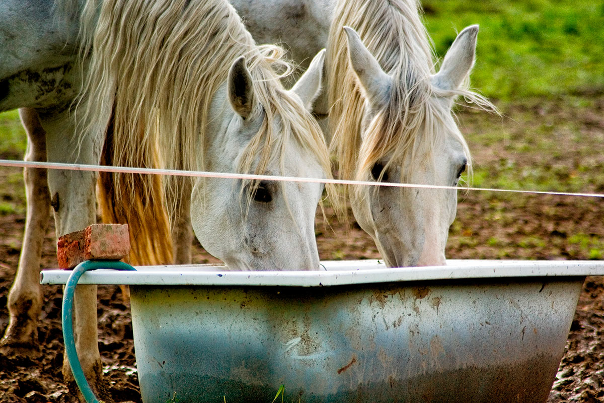 Caballos bebiendo en el abrevadero