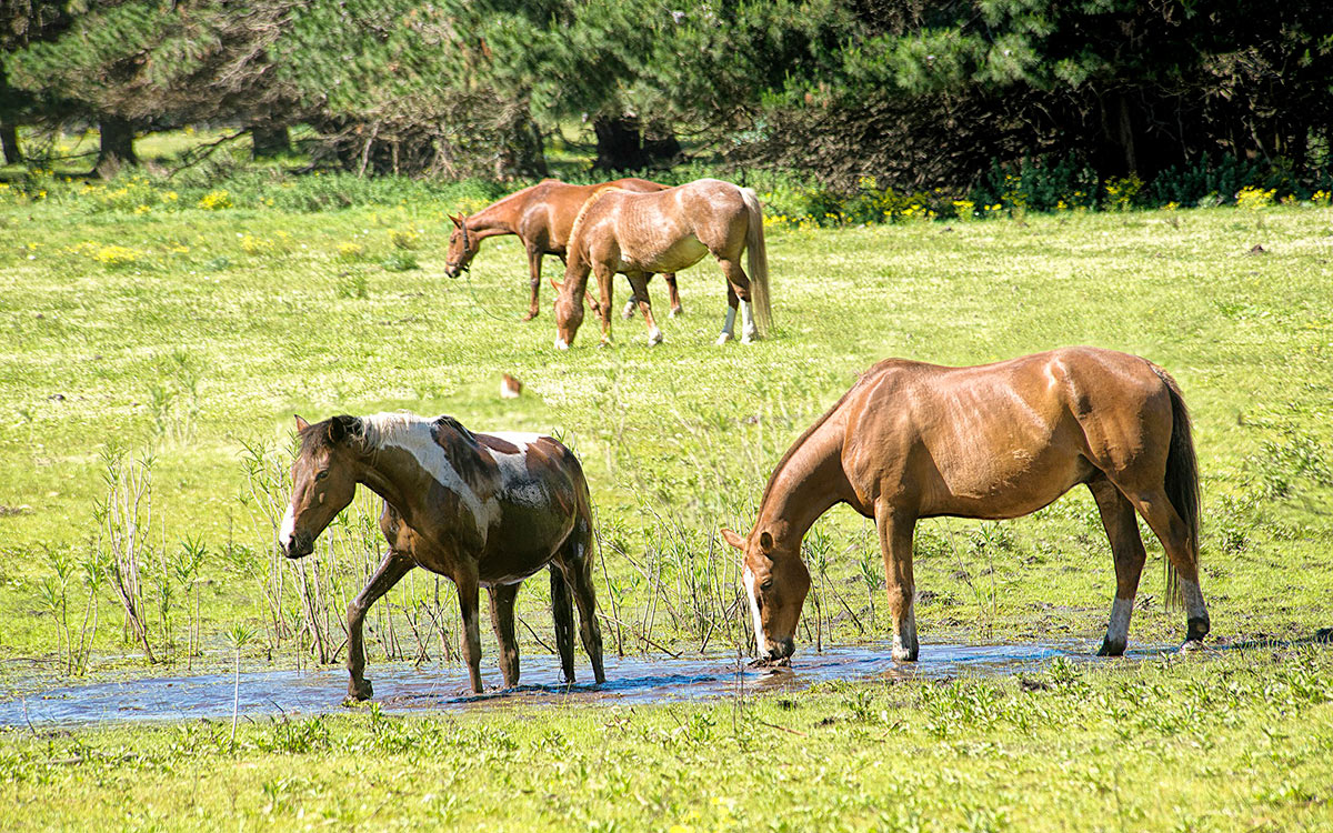 Chevaux marchant sur l'eau