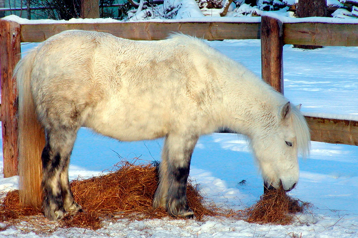 Cheval qui mange du foin