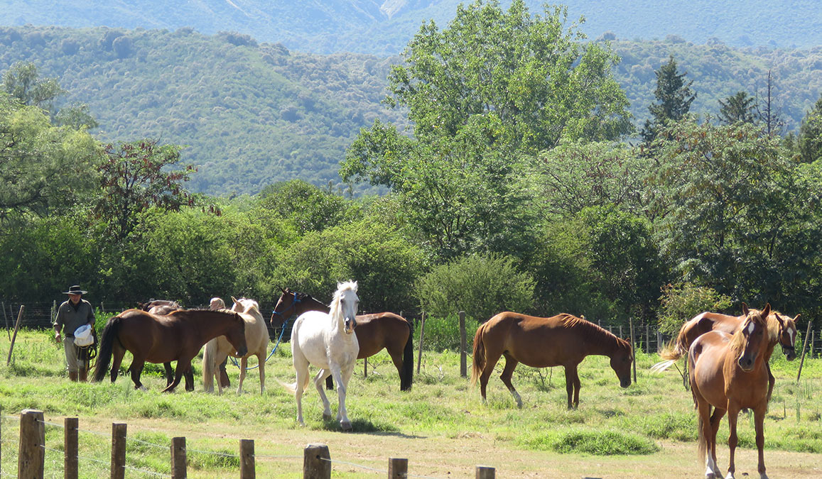 Grupo de caballos pastando