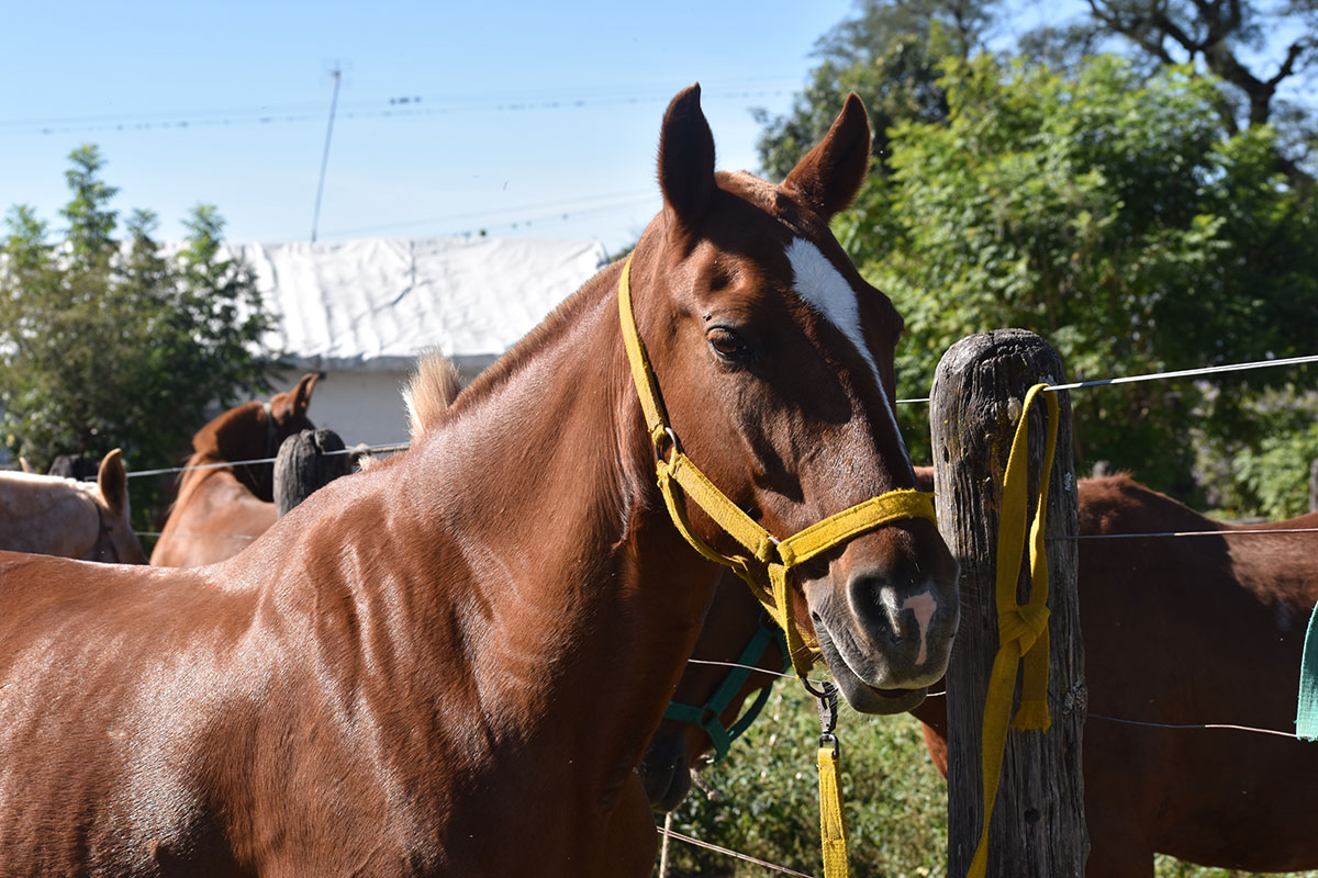 Peruvian Paso horse