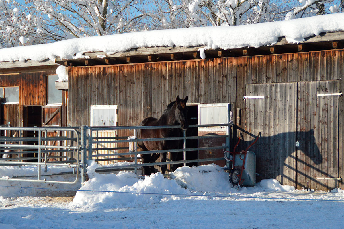 Caballo en un refugio