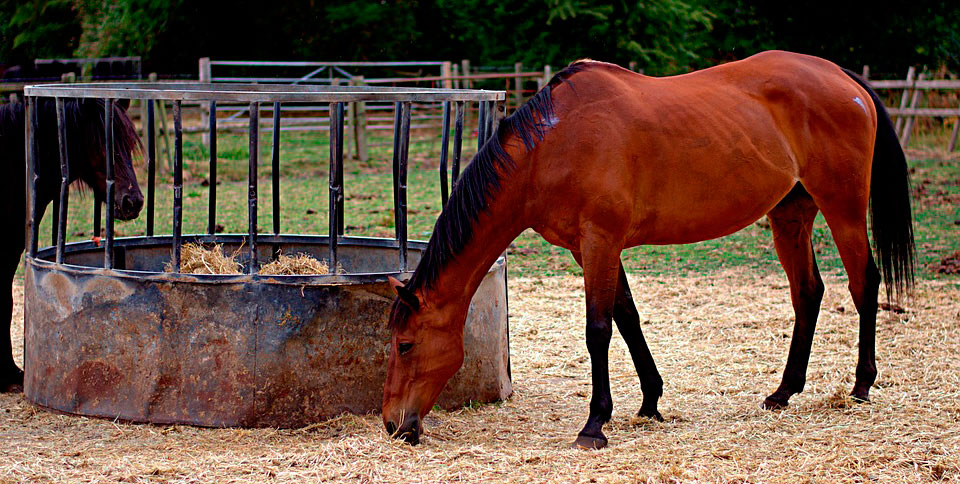 Horse feeding - Different types of hay