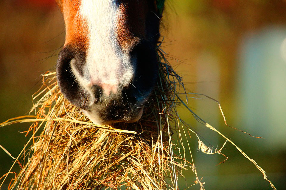 Feeding the horse with Hay