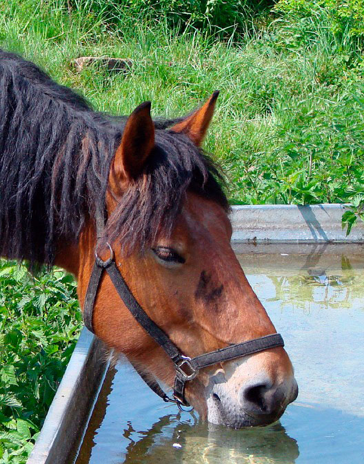 Importancia del agua para los caballos