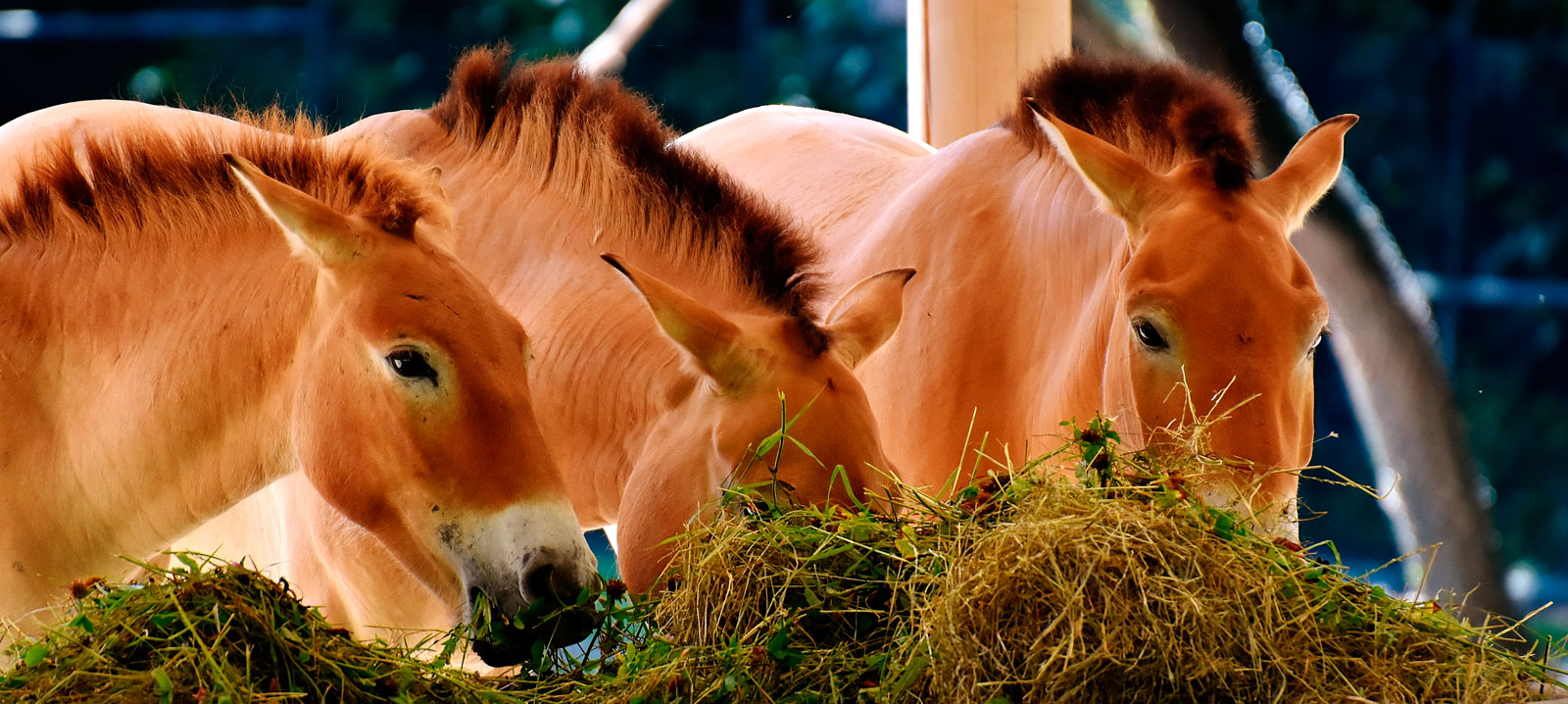 Nutrition in the horses