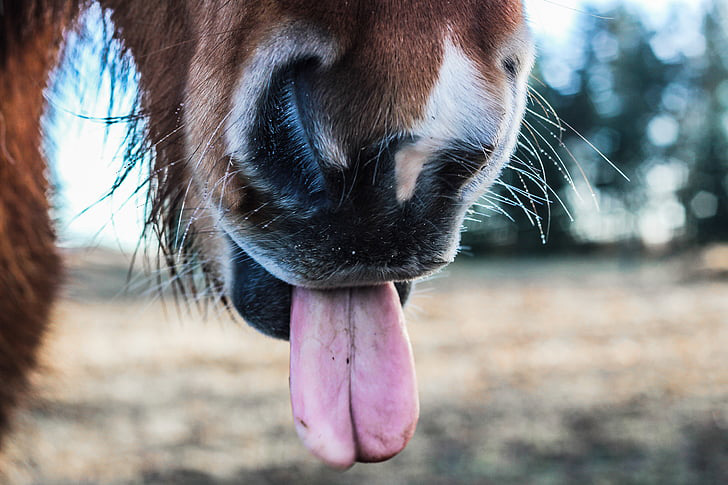 lengua del caballo