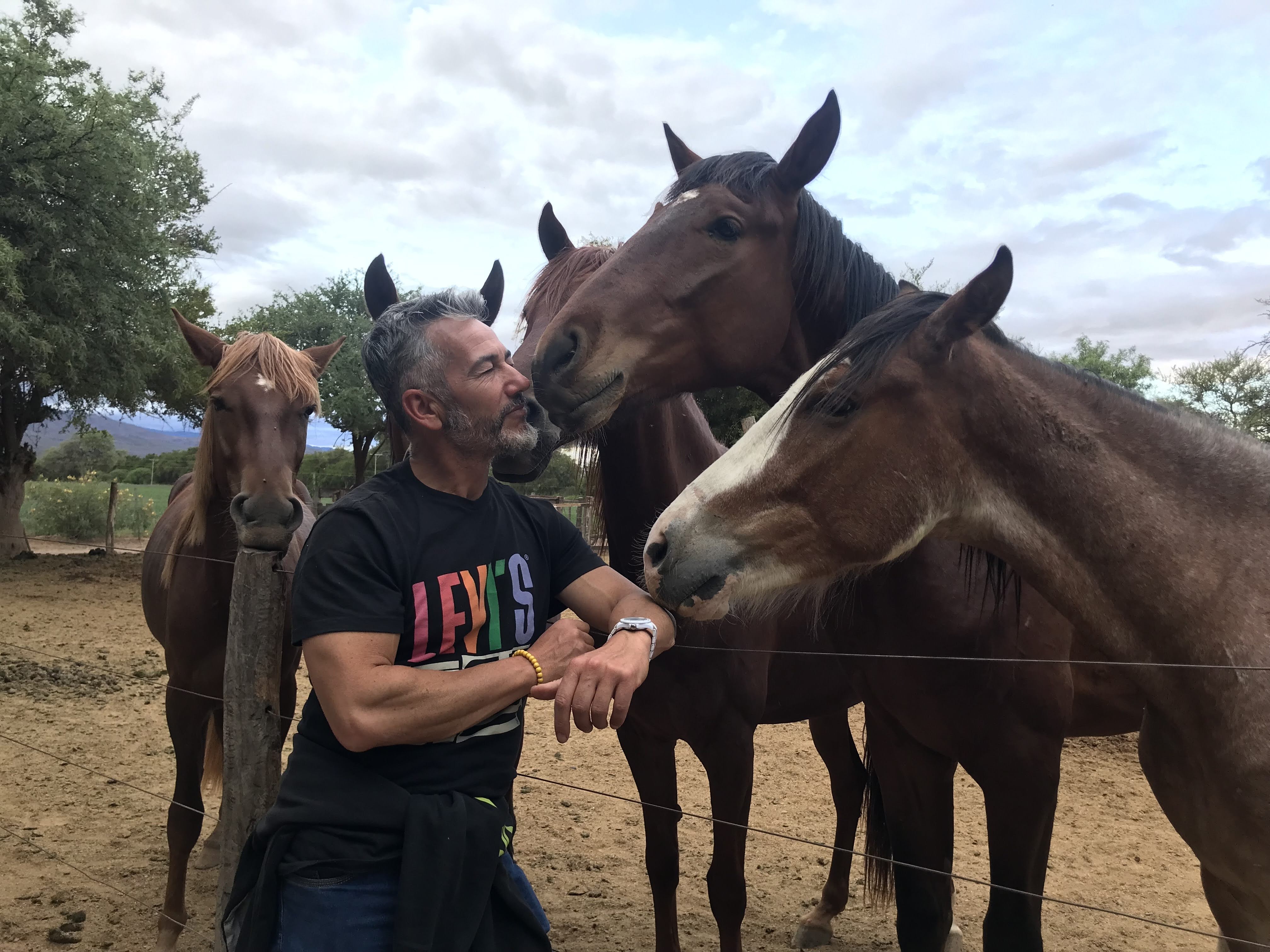 Grupo de caballos en terapia