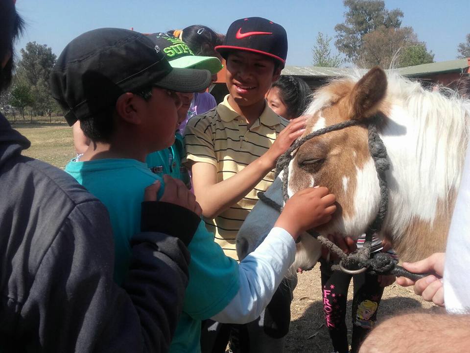 Grupo de caballos en terapia