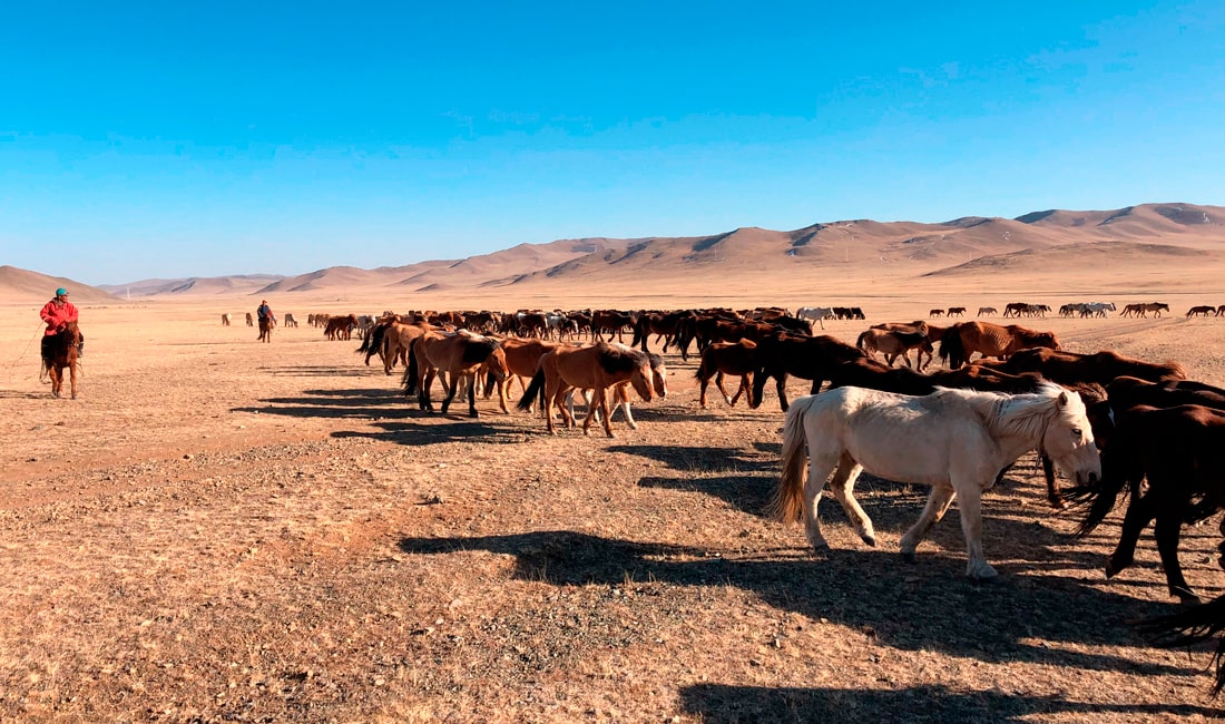 troupeau de chevaux