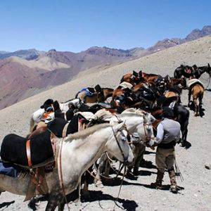 Pferde von Cabalgatas del Alma