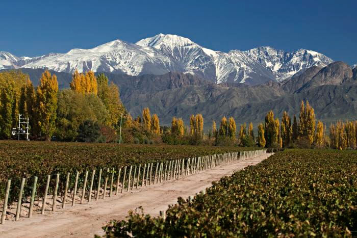 Vineyards in the province of Mendoza