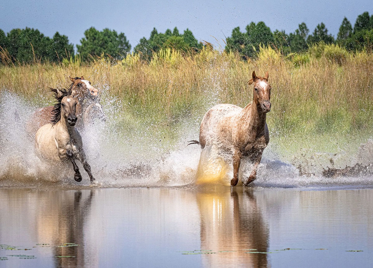 Pferde auf der Estancia Buena Vista