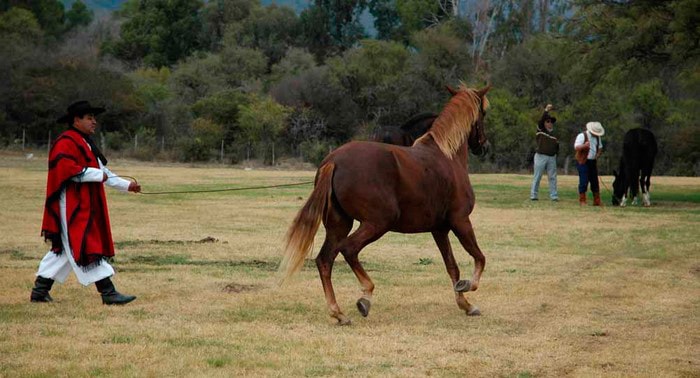 Dressage de chevaux