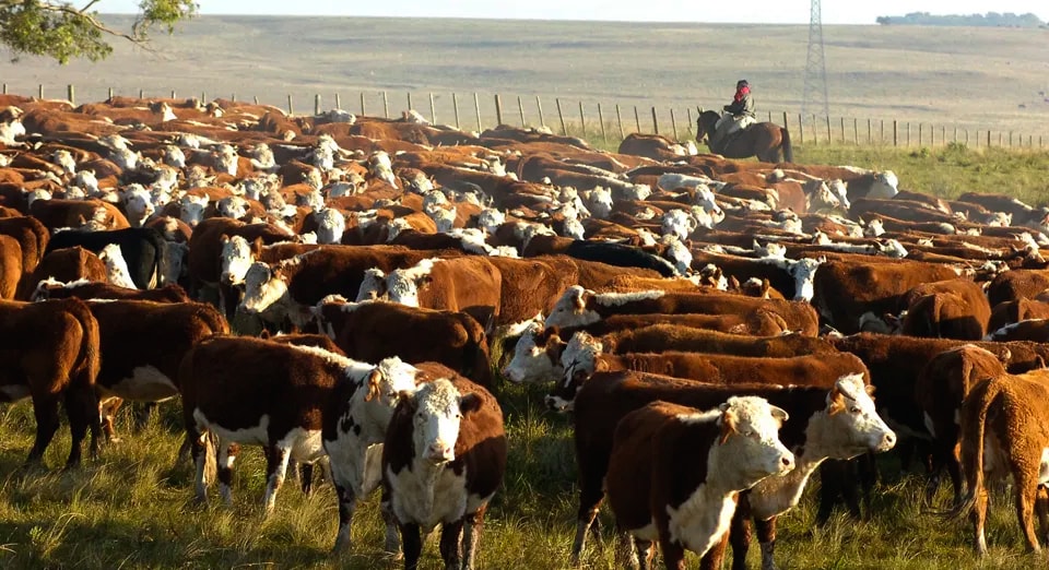 Vacas de ganado