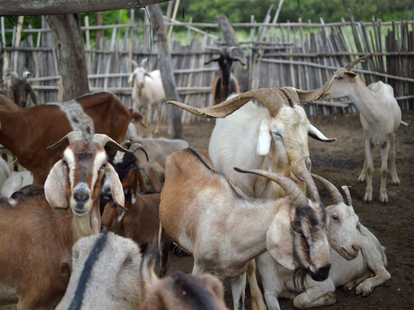 Chèvres à Amblayo