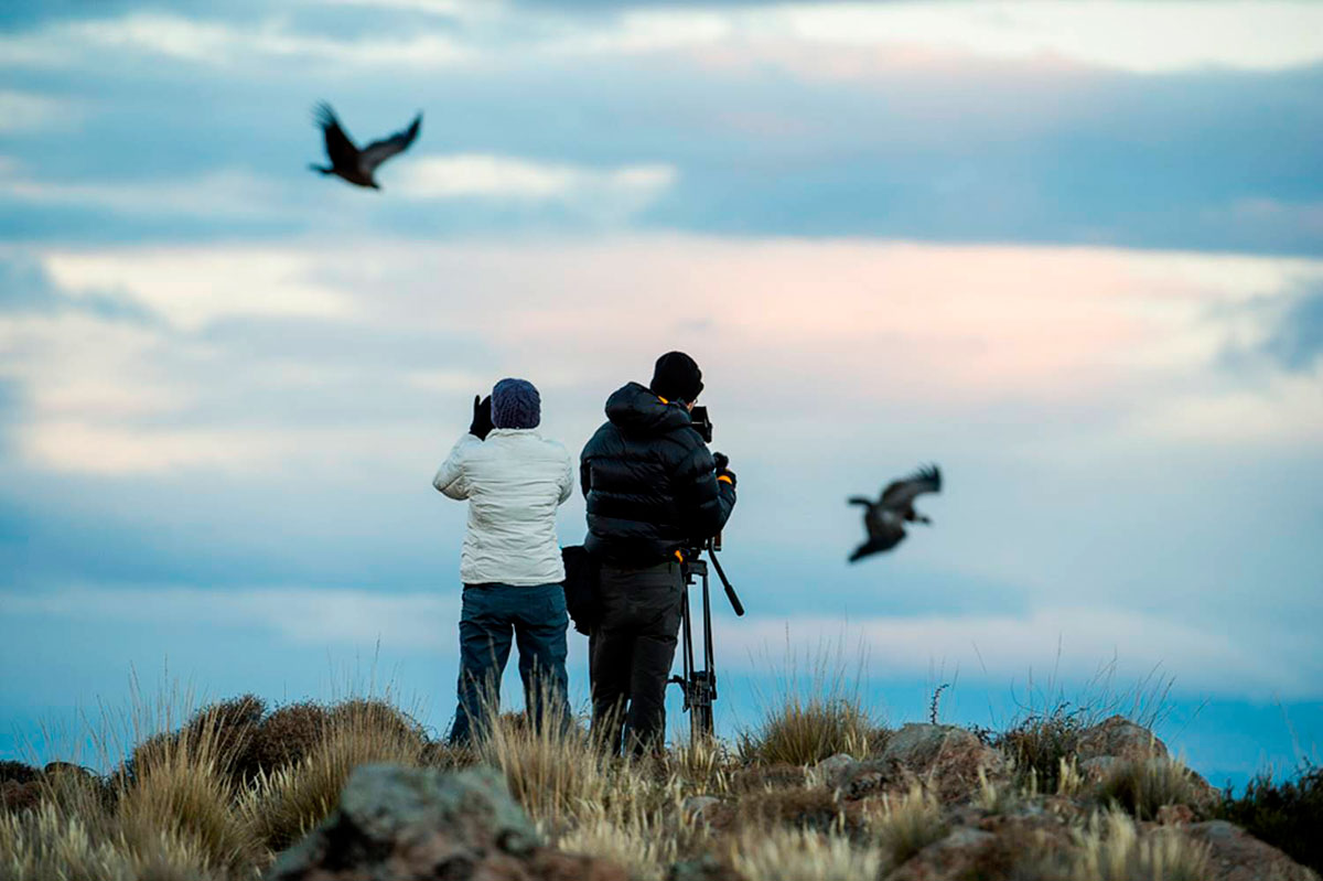 Observación de aves - Condor