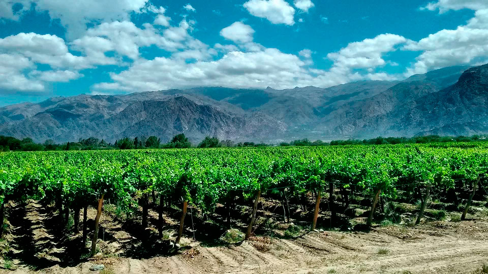 Vineyards in the Cuyo Region - Argentina