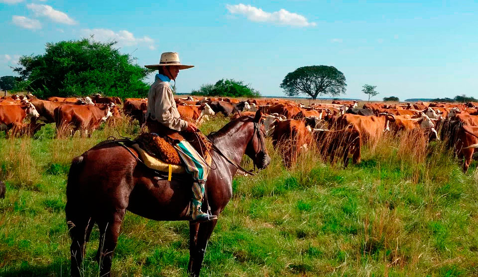 Argentine Gaucho with the Cattle