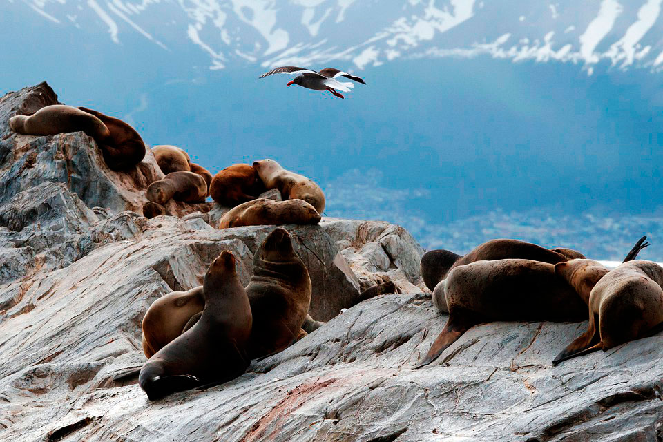 Sea Lions in Argentine Patagonia