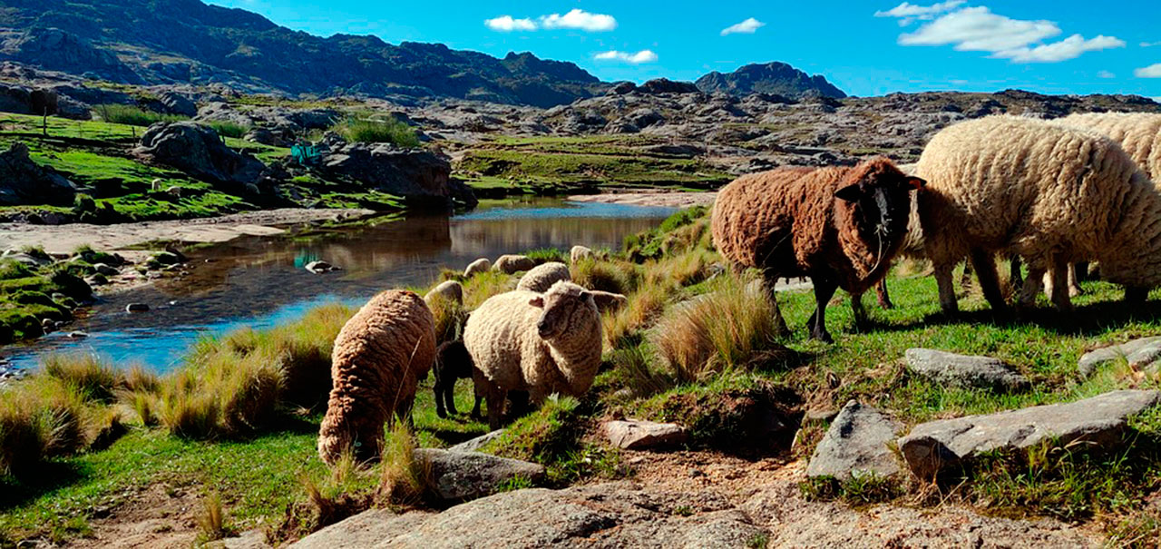 Flock of Sheep in Patagonia