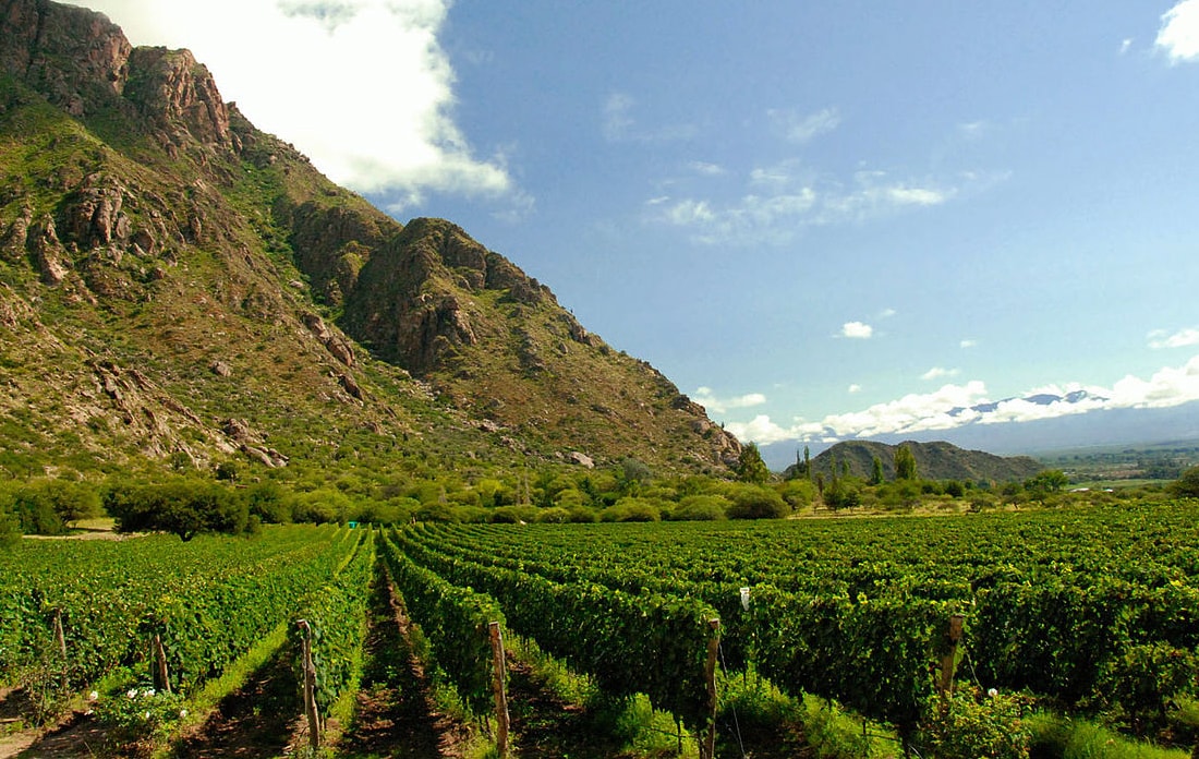 Cafayate vineyards - Argentina