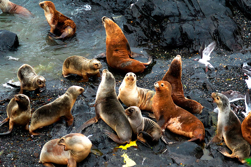 Lions de mer à Tierra de Fuego