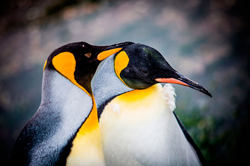 Pinguine auf der Mitre-Halbinsel