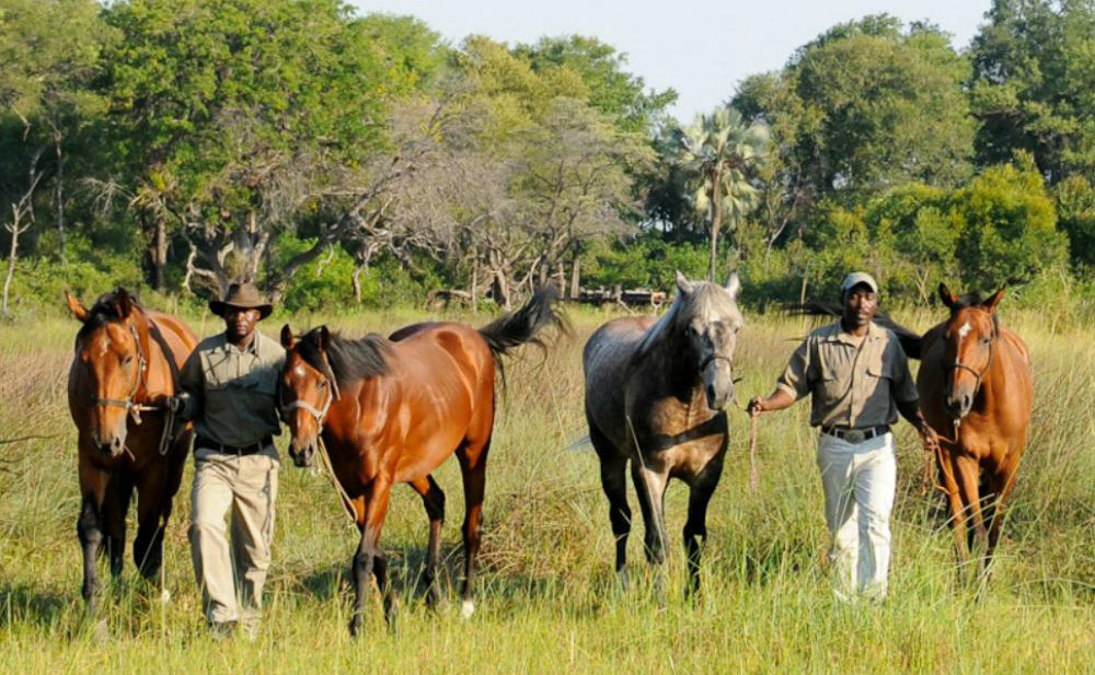 African Horseback’ horses