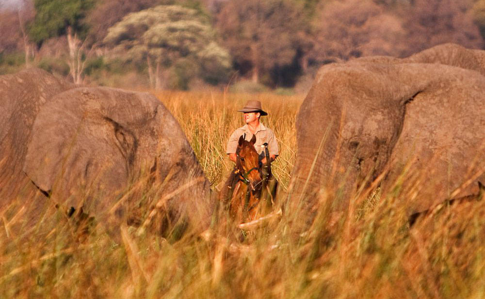 Elephants