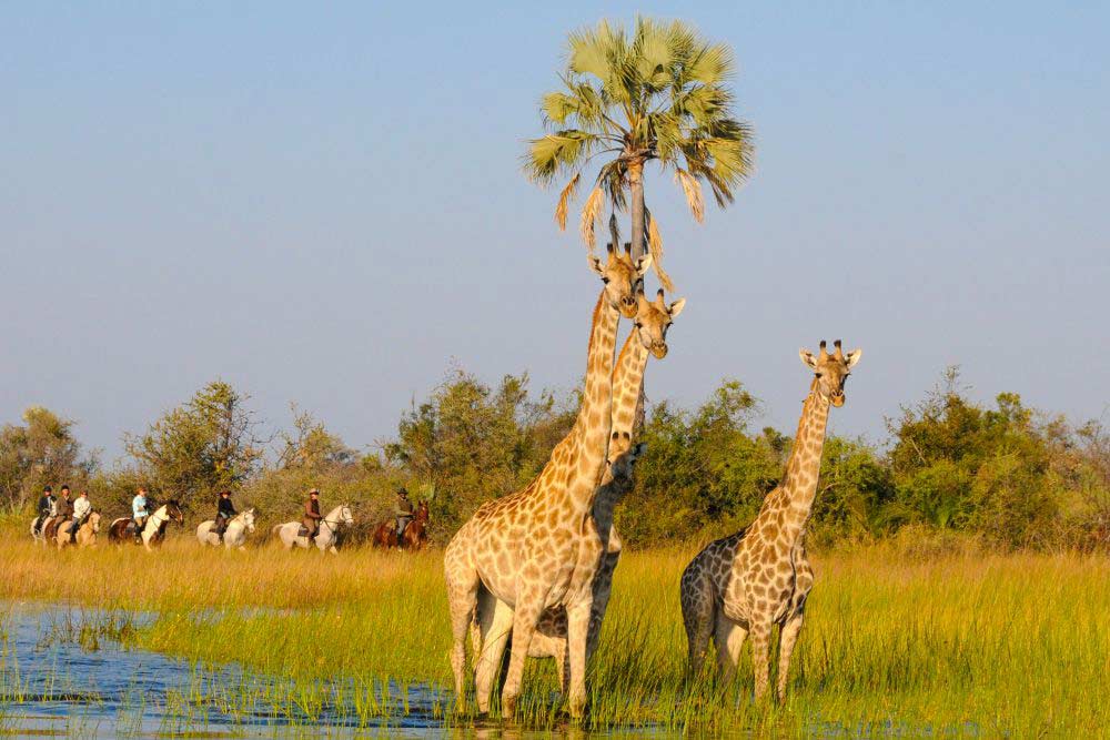 Riding between giraffes