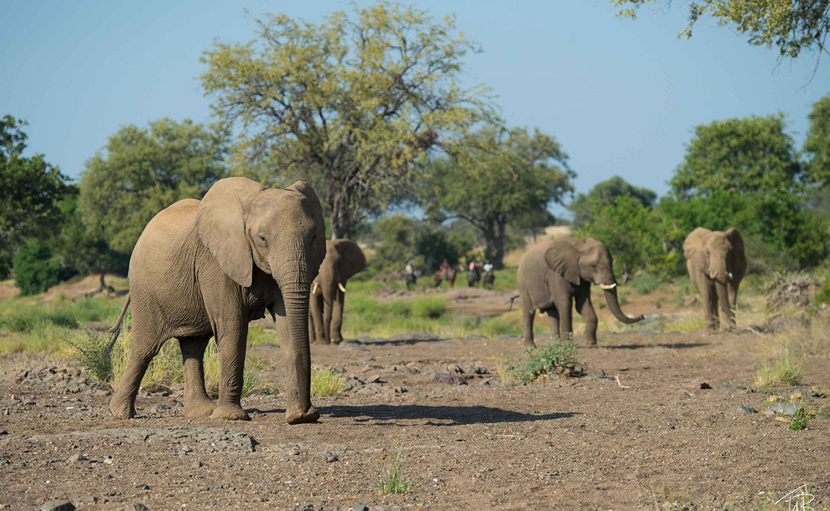 Herd of elephants