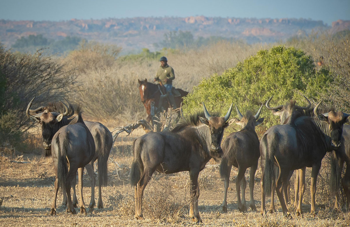 Horse safari